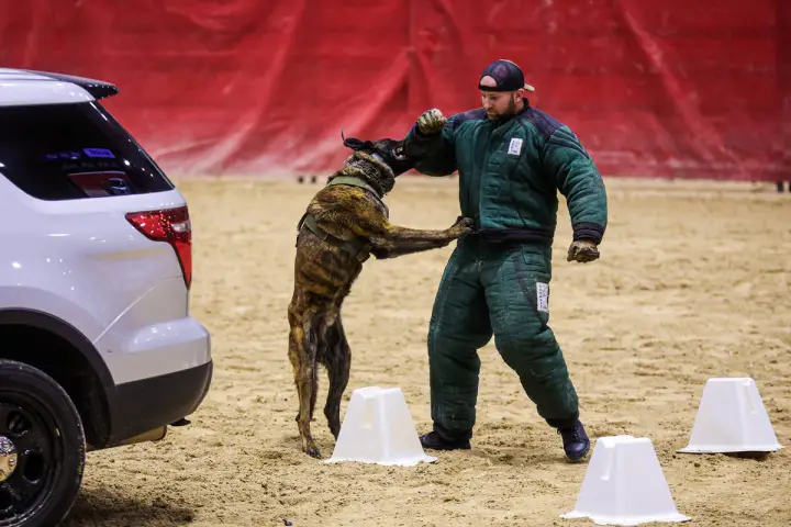 Top Performances Shine at 33rd LVMPD Police K-9 Trials