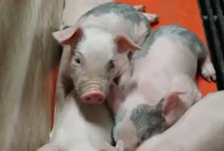 Controversial Art Exhibit Sparks Debate as Activists Rescue Starving Piglets