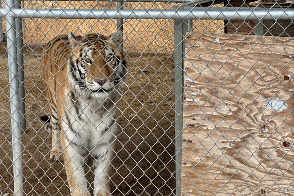Tigers Rescued from Pahrump Property Amid Permit Violations and Arrest
