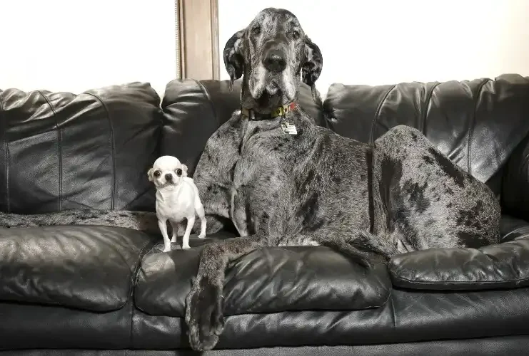 Worlds Tallest and Smallest Dogs Share Heartwarming Playdate