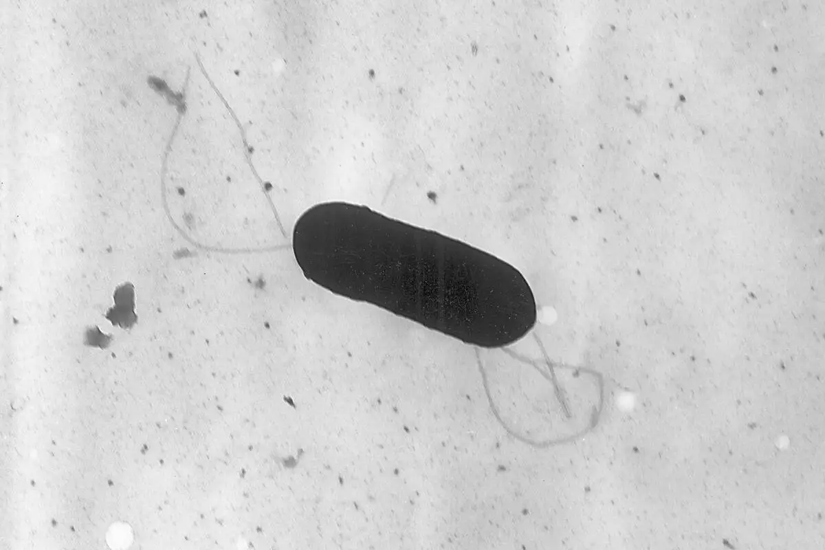 FDA Investigates Listeria Outbreak Linked to Fresh & Ready Foods
