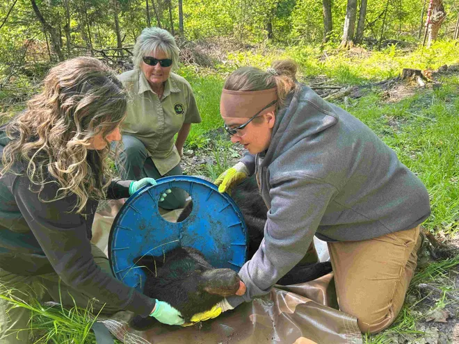 Michigan Biologists Rescue Bear Trapped in Plastic Lid for Two Years