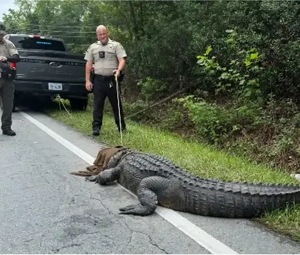 Giant Alligator Safely Captured and Relocated in North Carolina