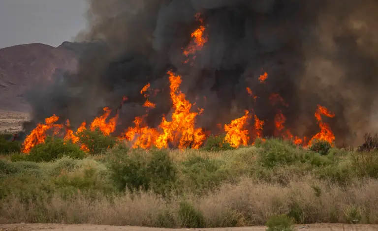 Massive Brush Fire Engulfs Over 100 Acres at Clark County Wetlands Park