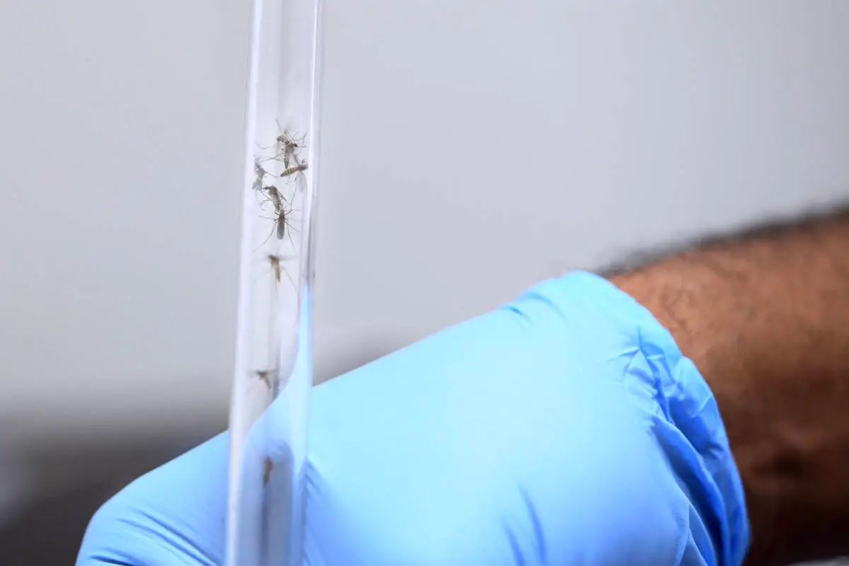Las Vegas Mosquitoes Evolve Pesticide Resistance, Threatening Public Health