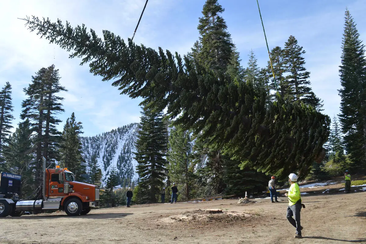 Nevada Red Fir Selected as 2025 US Capitol Christmas Tree Embarks on National Journey
