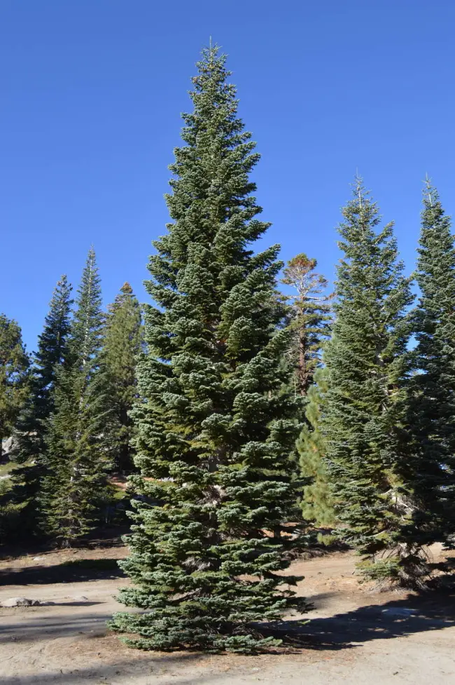 Nevada Makes History with Silver Belle as 2025 US Capitol Christmas Tree